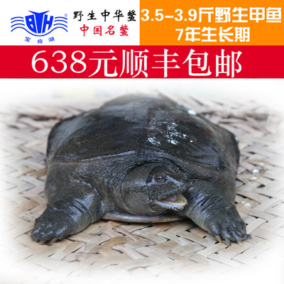 寶應(yīng)湖中華鱉