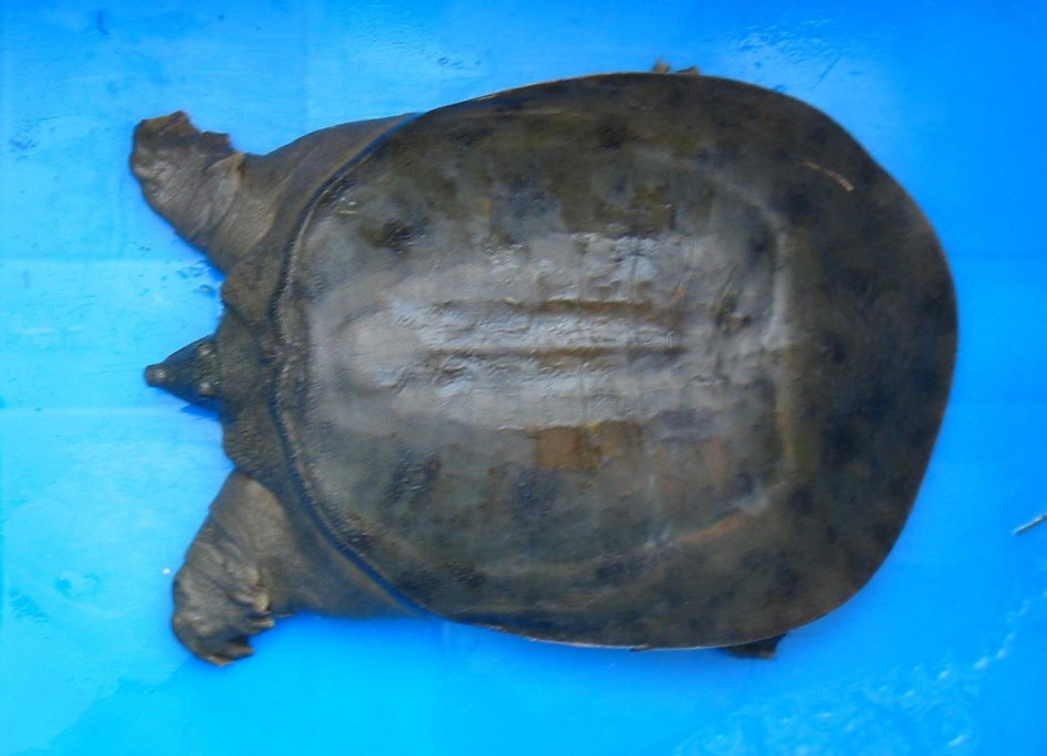 “寶應(yīng)湖”野生中華鱉